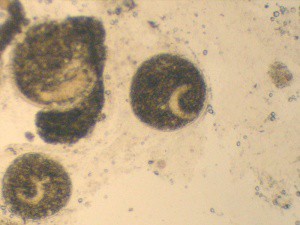 ichthyophthirius-multifiliis