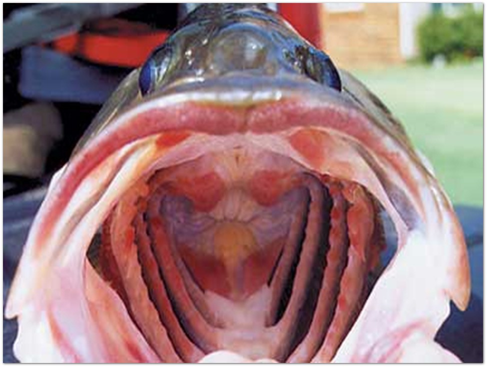 BIOL404FeedingDigestion