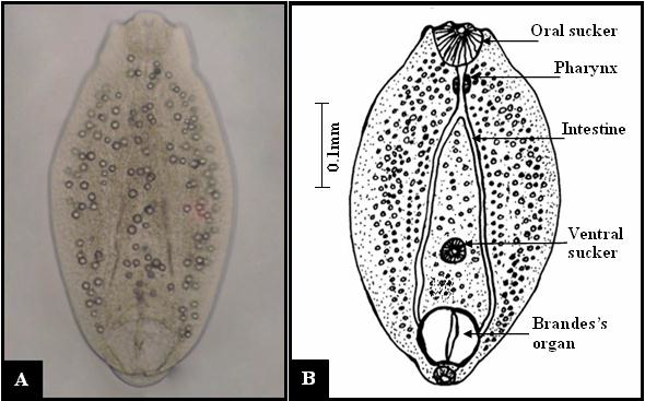 Diplostomum-spathaceum