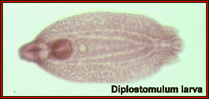 diplostomulum2