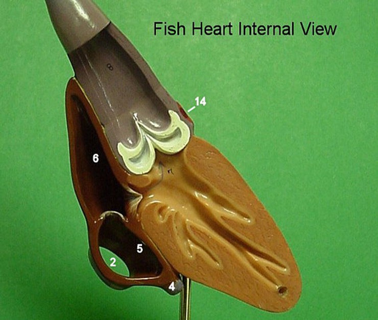 Blood recirculatory system