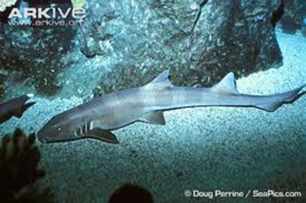 Systematic Ichthyology 1