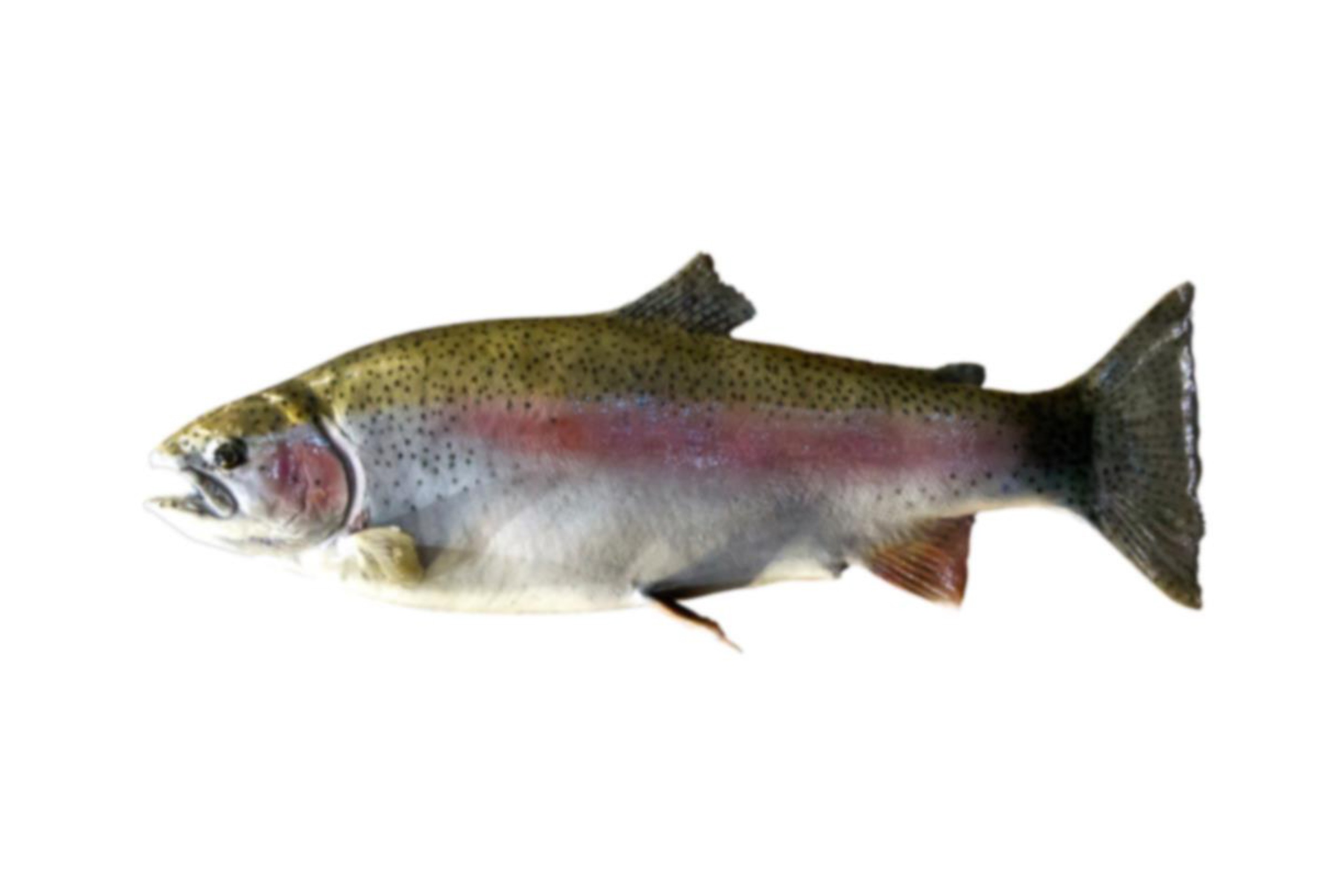 خوراک ماهیان قزل آلا