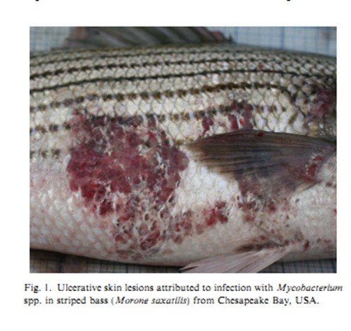 Mycobacteriosis Tuberclosis