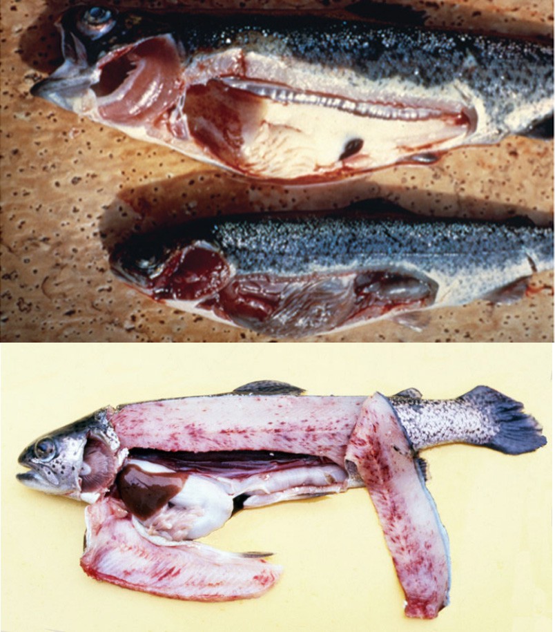 Viral hemorrhagic septicemia