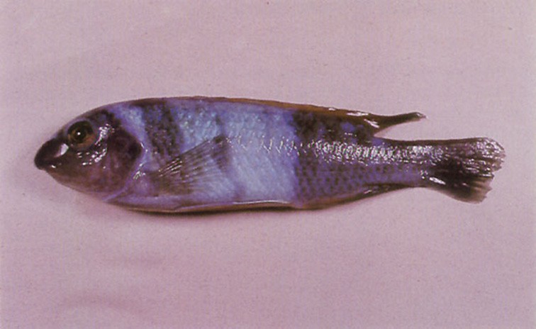 انگل های خونی ماهیان