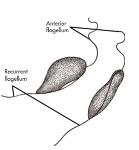 انگل های خونی ماهیان