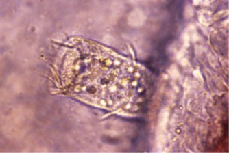 مژه داران پایه دار